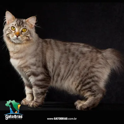 American Bobtail