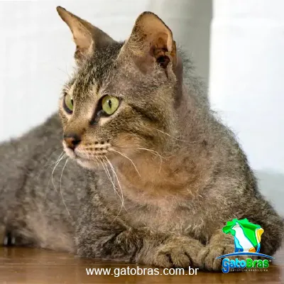 Gato Bramble