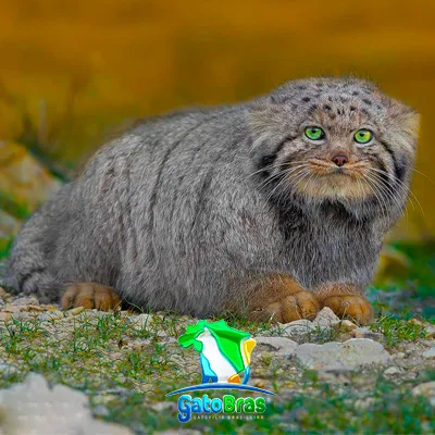 Gato De Pallas