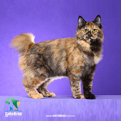 Kurilian Bobtail Longhair
