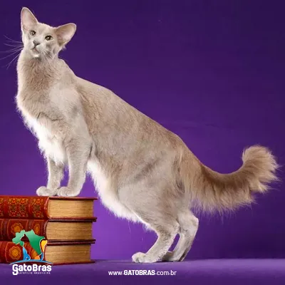 Oriental Longhair