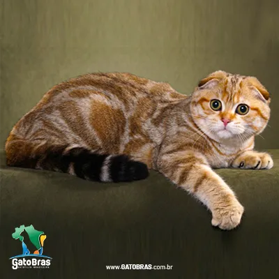 Scottish Fold