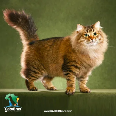 Siberian