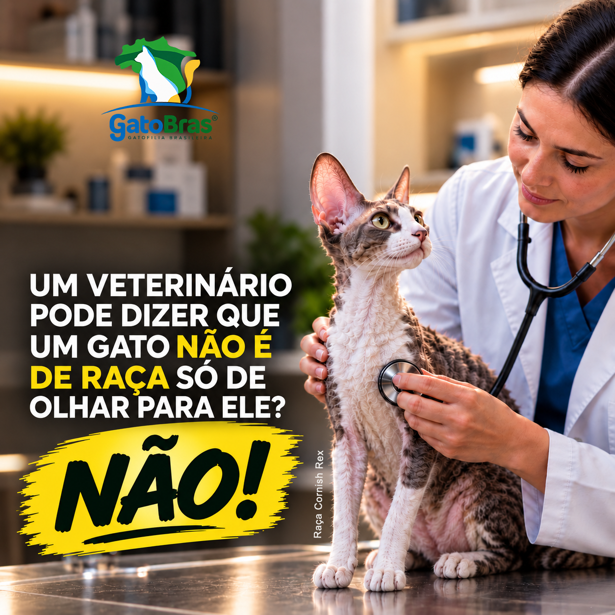 Um médico-veterinário pode dizer que um gato não é de raça só de olhar para ele?